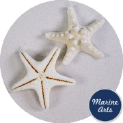 8988 - Starfish Bleached Knobbly Medium 5-7cm